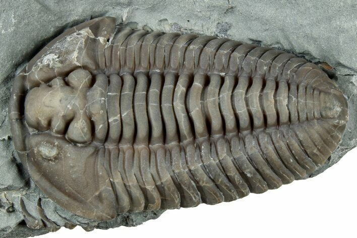 Prone Flexicalymene Trilobite - Mt Orab, Ohio #329818